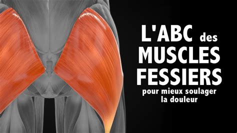 L Abc Des Muscles Fessiers Pour Mieux Soulager La Douleur Youtube