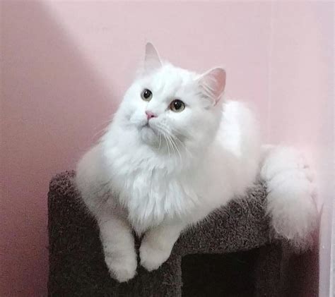 Persian Ragdoll Mix 7 Things You Need To Know Meowfluent