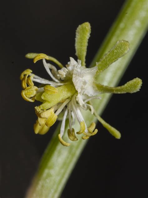 Reseda Lanceolata Subsp Lanceolata