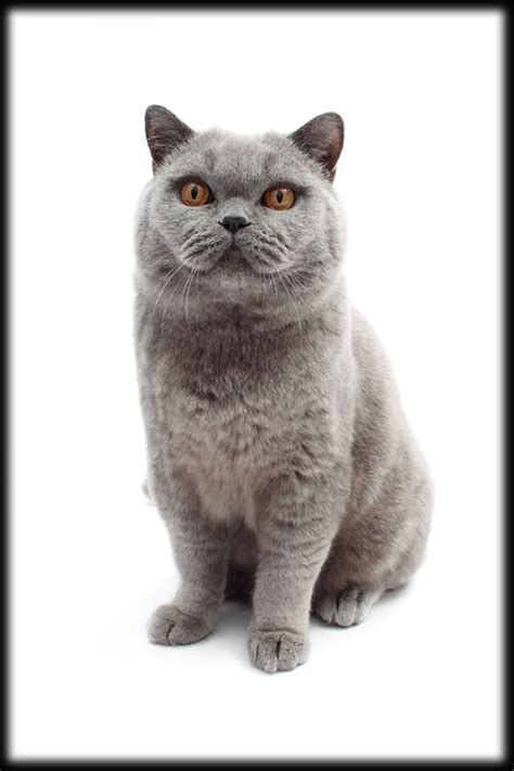 Everything You Need To Know About The British Shorthair Cat Catsinfo