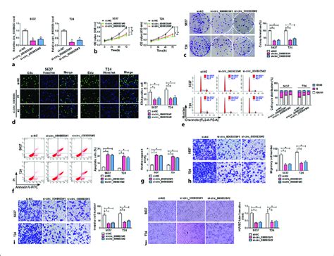 Circ 0008035 Knockdown Mediates BC Cell Proliferation Cell Cycle