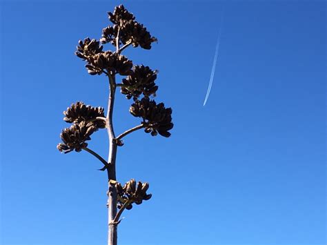 Free Images Tree Branch Sky Flower Wind Blue Lighting Man Made