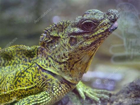 Basiliscus Plumifrons Es Una Especie De Lagarto De La Familia