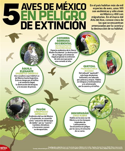 5 Aves De México En Peligro De Extinción