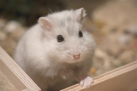 Surprising Facts About Hamsters