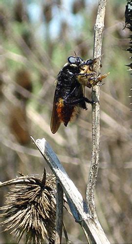 Nexciencia Exactas Uba Ar Secretos Del Moscardón Cazador De Abejas