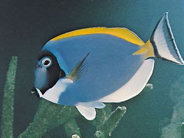 Surgeonfish | Reef-dwelling, Herbivorous, Tropical | Britannica