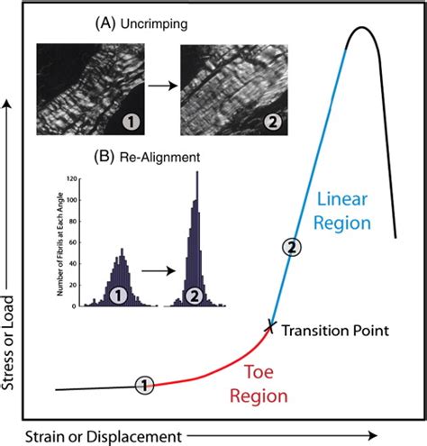 Typical Stress Strain Curve Of Tendon Shows An Elongated Toe Region Download Scientific Diagram