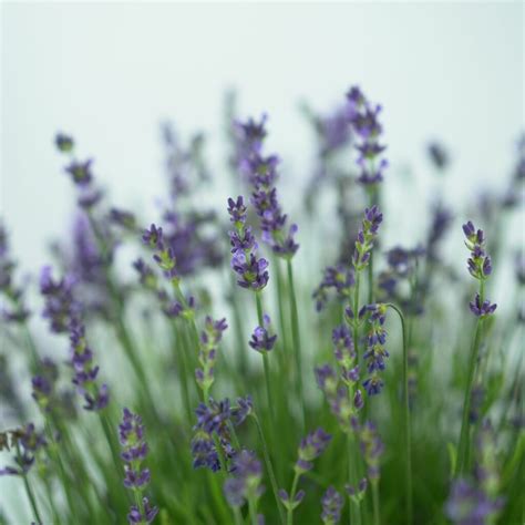 Lavandula Angustifolia Essence Purple Lawenda W Skolistna Hortorus