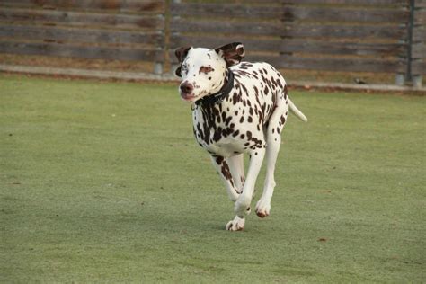 Dalmation on the run by svennis82 on DeviantArt