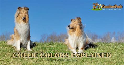 Smooth and Rough Collie Colors Explained in Detail - Canine Pals