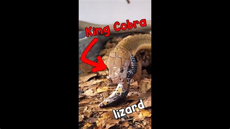 Snake Feeding King Cobra Eats Lizard Youtube