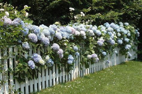 Hydrangeas On A Fence Royalty Free Stock Photos Image 1237658