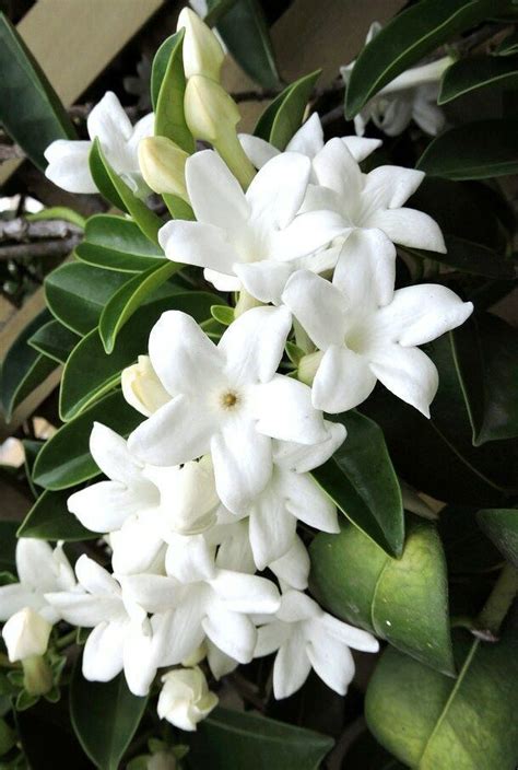 Stephanotis Floribunda Madagascar Jasmine Vine Rare Exotic Flower Seed