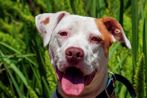 American Pit Bull Portrait Photograph By Zandria Muench Beraldo Fine