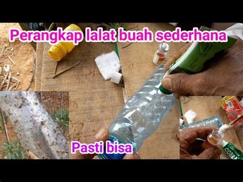 Cara Membuat Perangkap Lalat Buah Sederhana YouTube