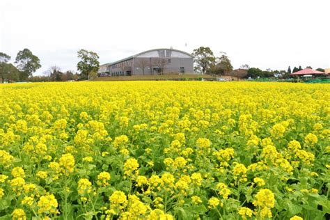 鹿児島の菜の花は3月が見頃！名所スポット「都市農業センター」 地元人おすすめ！鹿児島観光ガイド