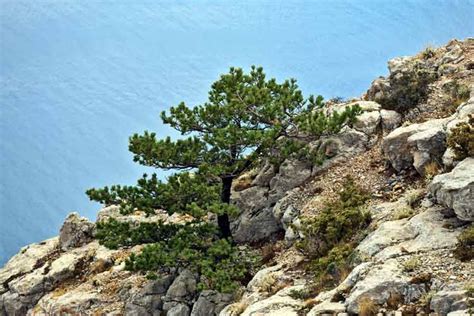 10 Trees That Grow In Rocky Soil The Backyard Pros