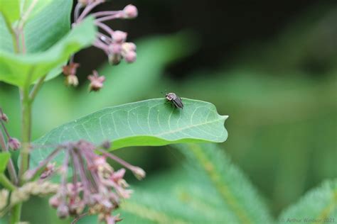 Margined Carrion Beetle From Pharsalia Wildlife Management Area Ny