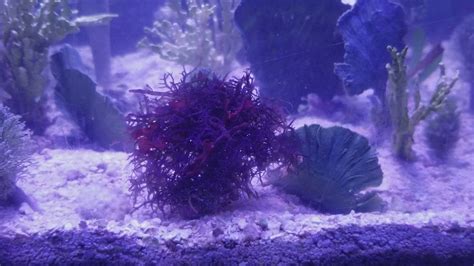 How To Take Care And Grow Blue Hypnea Macroalgae Youtube