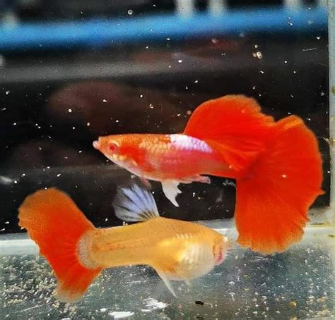 Guppy Albino Hb Red Rose Breeding Pair Thailand Lazada