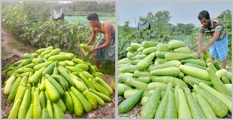 মিরসরাইয়ে লাউ চাষে লাভবান হচ্ছেন কৃষকেরা