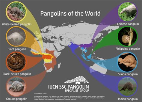 Hey! Celebrate World Pangolin Day – Mongabay Kids