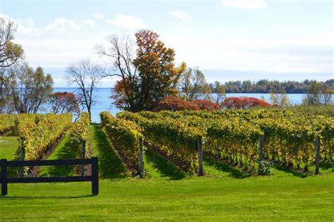 Prince Edward County Wineries Your 11 Best Options