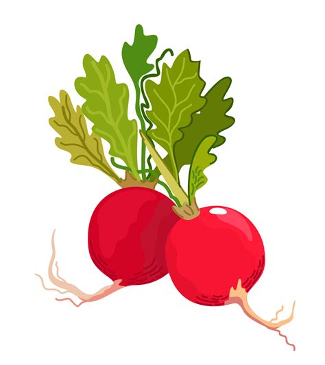 Radish Vector Isolated Illustration 23978217 Vector Art At Vecteezy