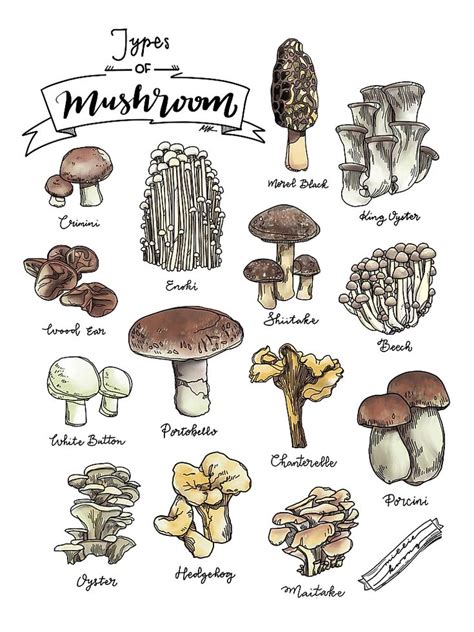 Types Of Mushrooms Drawings Drawing Rjuuc Edu Np