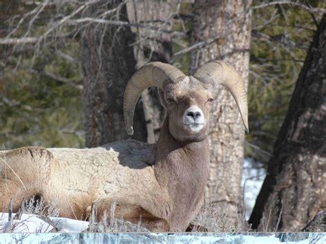 Private Guided Wildlife Watching in Yellowstone | 57hours