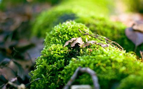 Wallpaper Sunlight Forest Depth Of Field Garden Nature Grass