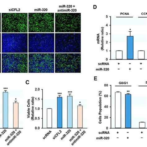 MiR 320 3p Promoted Cell Proliferation And Cell Cycle Progression