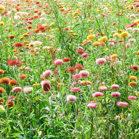 Everlasting Daisy Mixed Seeds The Seed Collection