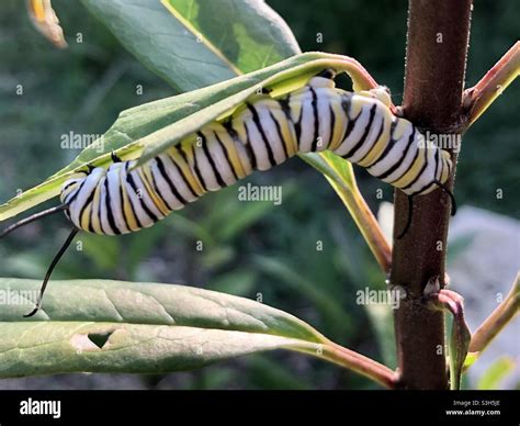 Monarch Caterpillar On Milkweed Stock Photo Alamy