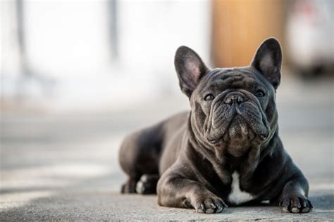 Do French Bulldogs Bark A Lot How To Curb Chatty Behavior The Native Pet