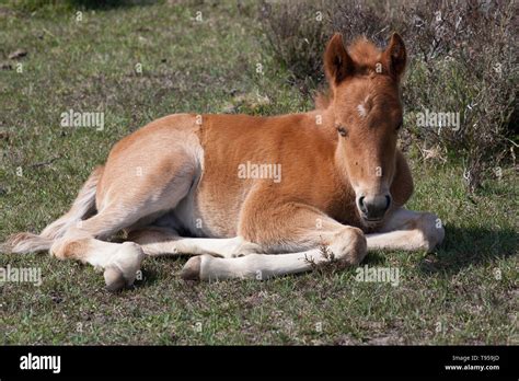 Ponies in the New Forest Stock Photo - Alamy