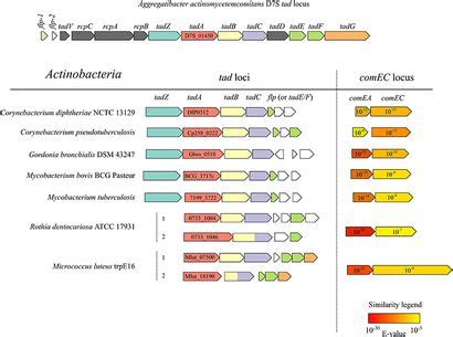 Frontiers Novel Flp Pilus Biogenesis Dependent Natural Transformation