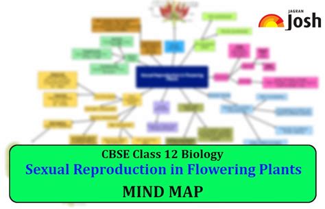 CBSE Sexual Reproduction In Flowering Plants Class 12 Mind Map For