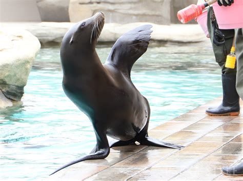 天王寺動物園のアシカ Osaka Style