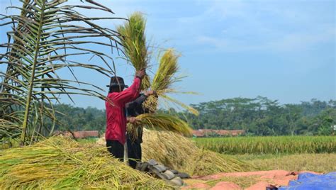 Cara Menanam Padi Yang Baik Dan Menguntungkan Mudah Dan Praktis