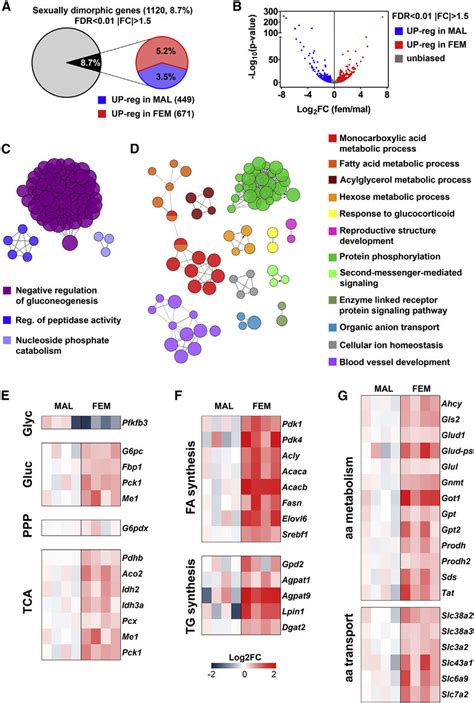 Liver Transcriptome Shows A Sexspecific Metabolic Response To