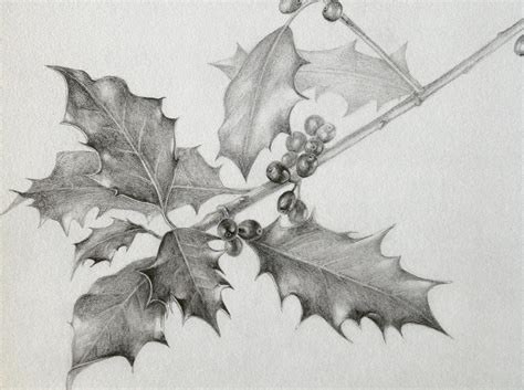 Holly, pencil drawing, botanical, Marjo Hofmann | Drawings, Botanical ...