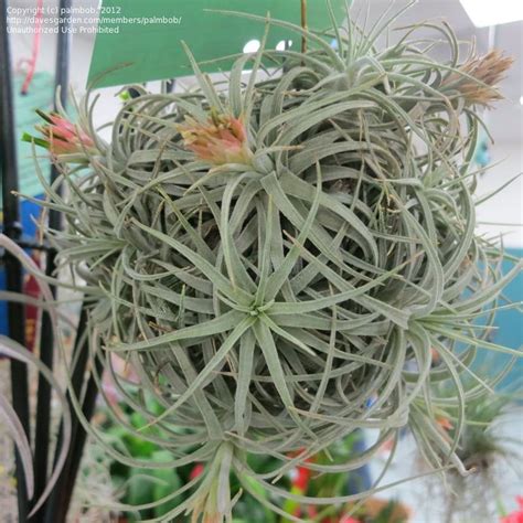 Plantfiles Pictures Tillandsia Bromeliad Air Plant Tillandsia Mauryana By Palmbob