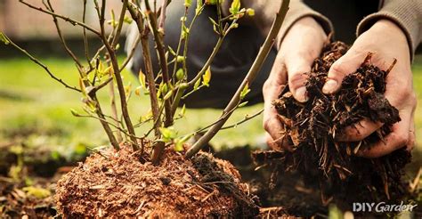 The Ultimate Guide To Mulching And Why Your Garden Loves It