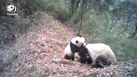 Can Captive Pandas Released Into Wild Be Found Again Pandaful Qanda