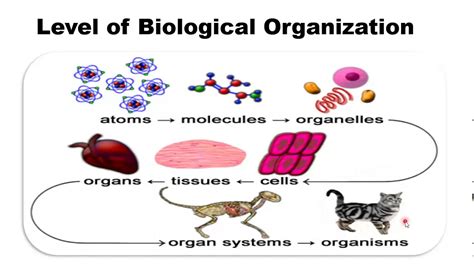 Level Of Biological Organization Youtube