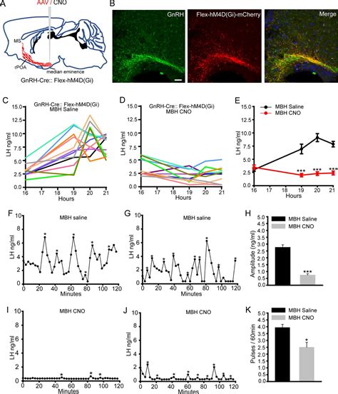 Different Dendritic Domains Of The GnRH Neuron Underlie The Pulse And