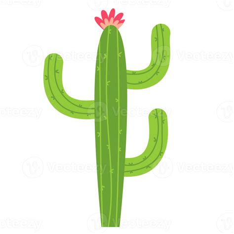 Cactus Con Flores 16637800 PNG