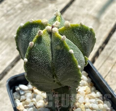 SHPR12728 Astrophytum myriostigma f. variegata, grafted - Кактус онлайн